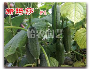 �¬�ɯ-�S�ϷN��-���r(n��ng)�@ˇ