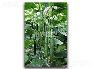 ����-�S�ϷN��-���r(n��ng)�@ˇ