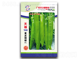 天福168黃皮辣椒-辣椒種子-天之源