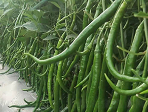 �M�ھ����N��-���R�_Ԫ