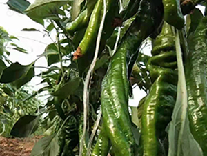 螺絲椒種子-金馬開元