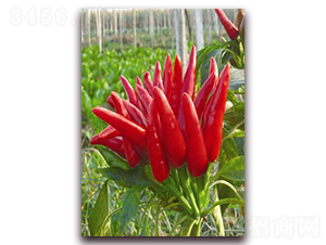 ���콷�N��-ʒ�\