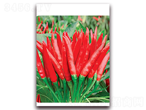 �n����t-���콷�N��-ʒ�\