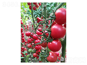 ǧ��-���ѷN��-��V�r(n��ng)�I(y��)