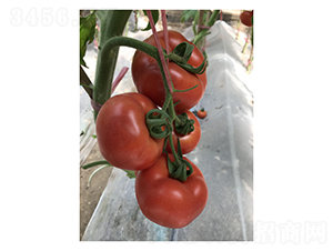 ˼ؐ��-���ѷN��-��V�r(n��ng)�I(y��)