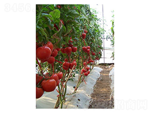 ��ӯ-���ѷN��-��V�r(n��ng)�I(y��)