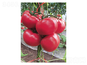 �ҵ�-���ѷN��-��V�r(n��ng)�I(y��)