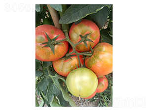 �W��˹��-���ѷN��-��V�r(n��ng)�I(y��)