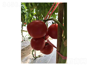 SV4424TH-���ѷN��-��V�r(n��ng)�I(y��)