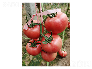 ����3661-���ѷN��-��V�r(n��ng)�I(y��)