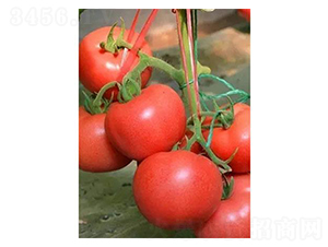 紅日6號(hào)-番茄種子-涑之畔農(nóng)業(yè)