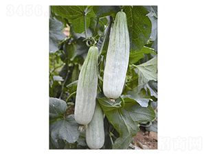 新改良羊角蜜-甜瓜種子-涑之畔農業(yè)