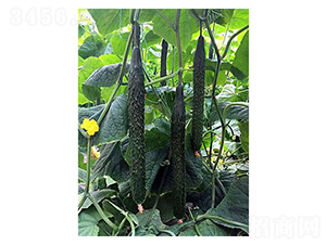 �S��һ̖-�S�ϷN��-�֮���r(n��ng)�I(y��)