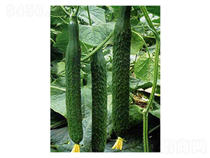 ���߶�ʢ-�S�ϷN��-�֮���r(n��ng)�I(y��)