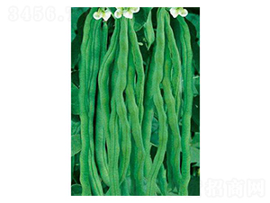 荷蘭精選架豆王-豆角種子-涑之畔農(nóng)業(yè)