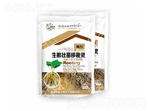 生根壯苗移栽靈-金土地