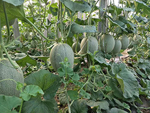 ������-��ϷN��-��ϲ�r(n��ng)�I(y��)