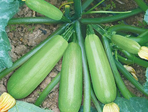 �����J�N��-��ϲ�r(n��ng)�I(y��)