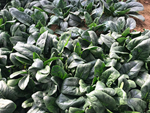 ���˷N��-��ϲ�r(n��ng)�I(y��)