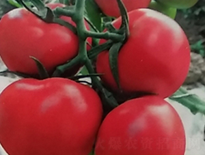 ��t�R�_(d��)��-���ѷN��-��ϲ�r(n��ng)�I(y��)