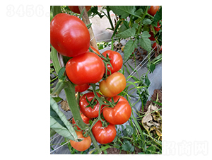 ��t��ɫ��A316-���ѷN��-��ϲ�r�I(y��)