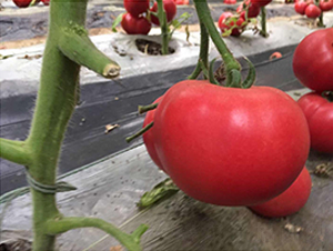 越夏專(zhuān)用-大粉番茄種-地喜農(nóng)業(yè)