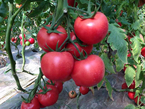 ���208���ѷN��-��ϲ�r�I(y��)