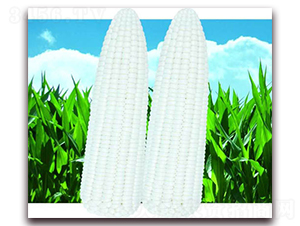 ���Ŵ����-��Ŵ���׷N��-������