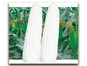 ���Ŵ�̋�-��Ŵ���׷N��-������