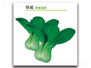 �A��-�๣�˷N��-������