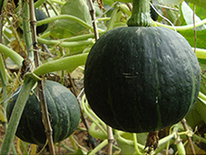 ��ؐһ̖-�ϹϷN��-�M��N��