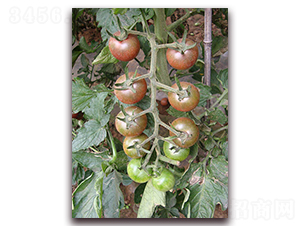 ����һ̖(h��o)-���ѷN��-�M��N��