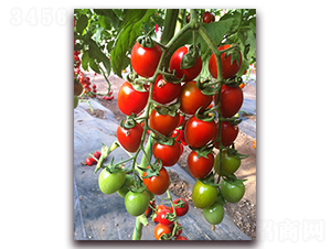 �M��2016���ҷ���-���ѷN��-�M��N��