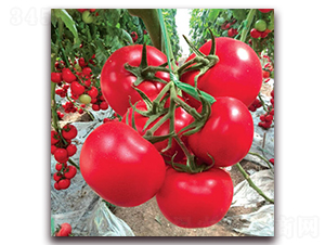 �ݷ�һ̖����-���ѷN��-�M��N��