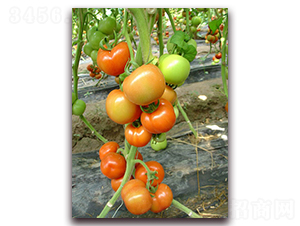 SC-706����-���ѷN��-�M��N��