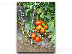 SC-709����-���ѷN��-�M(m��n)��N��