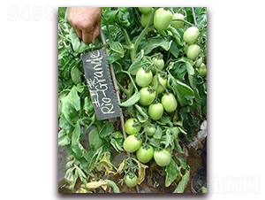 RioGrande����-���ѷN��-�M��N��