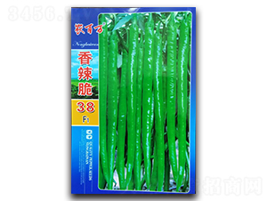 香辣脆38號-線椒種子-農(nóng)百萬