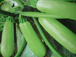 �к�8̖�������J�N��-�A�S�N�I(y��)