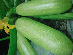 �к�12̖�������J�N��-�A�S�N�I(y��)