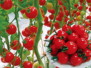 �t�L(f��ng)�-���ҷ��ѷN��-��֮�W