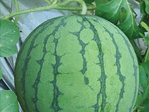 ��Ʒ8424-���ϷN��-���؈@ˇ