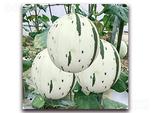 �������-��ϷN��-��֮�W