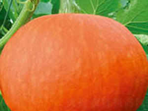 ���ؼt��-�ϹϷN��-���؈@ˇ