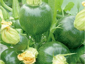 ����-�ϹϷN��-���؈@ˇ