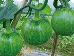 ���-�ϹϷN��-���؈@ˇ