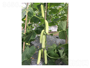 ��Ů-�S�ϷN��-���؈@ˇ