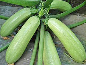 �P�R-�����J�N��-���_(d��)