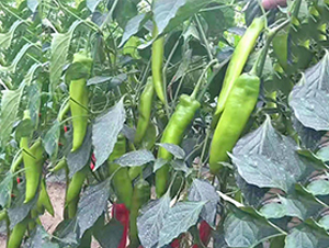 �⽷�N��-���_