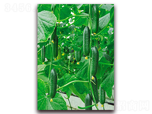 �G��2̖-�S�ϷN��-���_